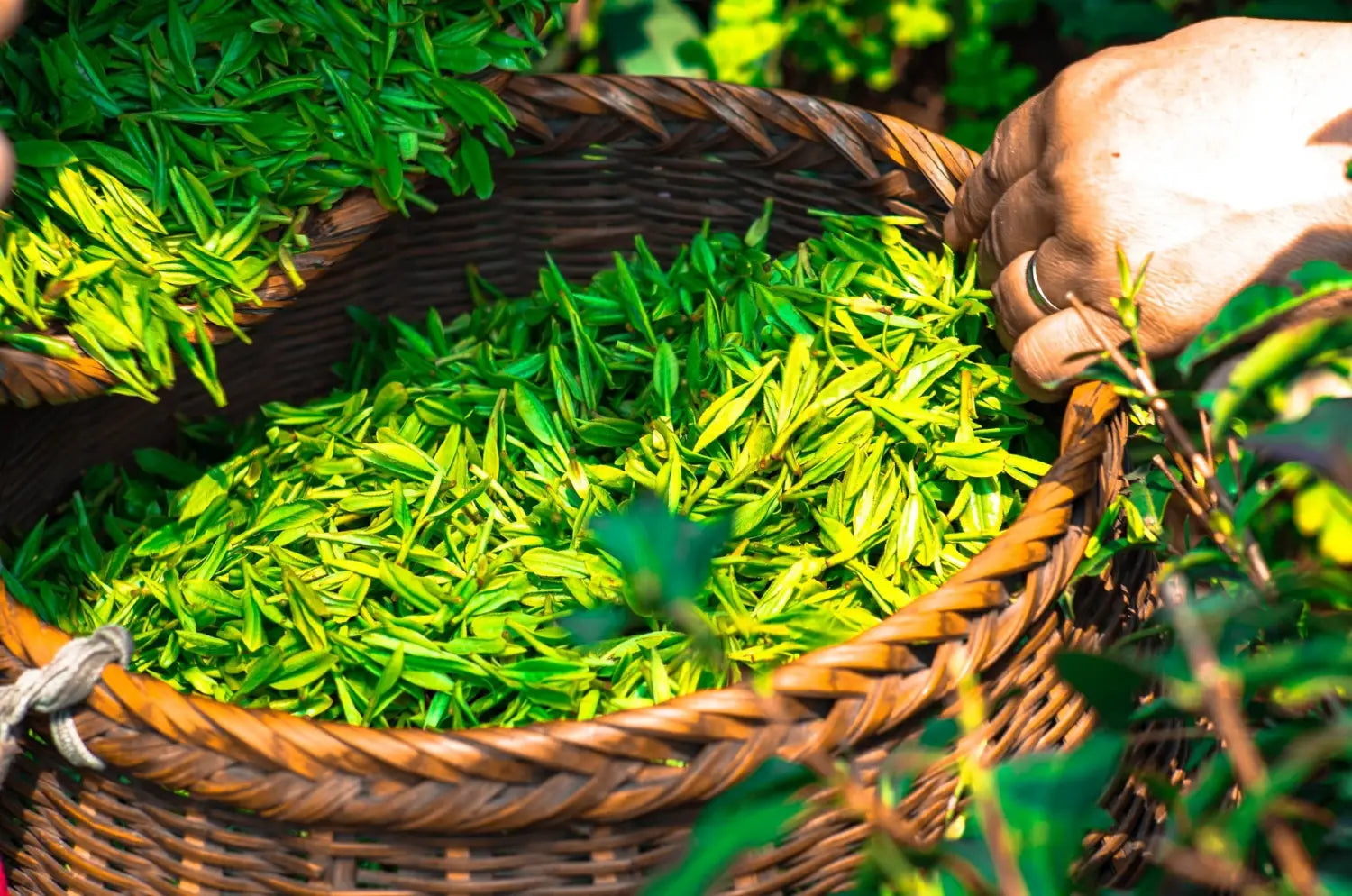 Os benefícios e virtudes do chá verde | Elysée des Sens – Elysée-des-Sens